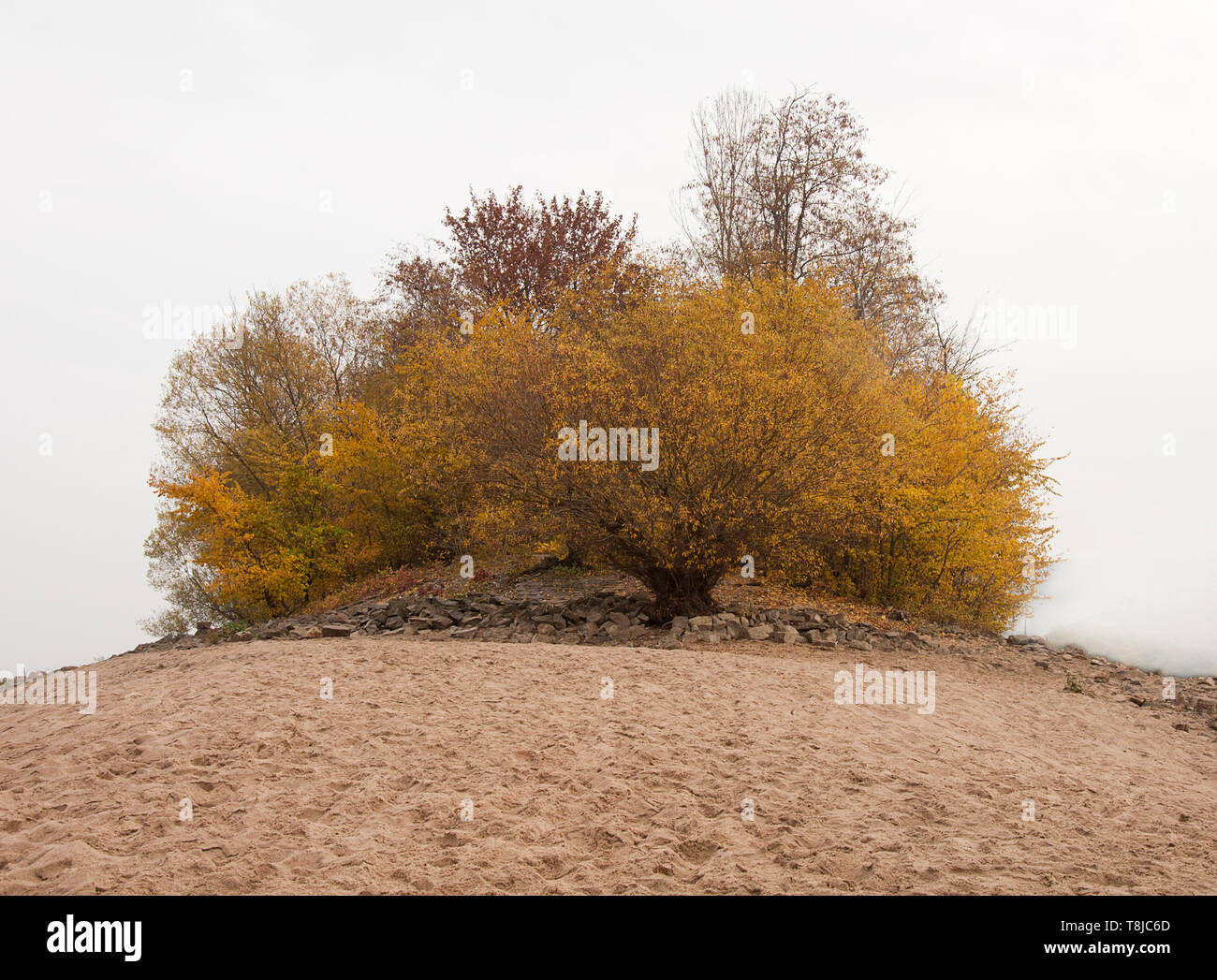 Peu de forêts avec une plage par jziprian Banque D'Images