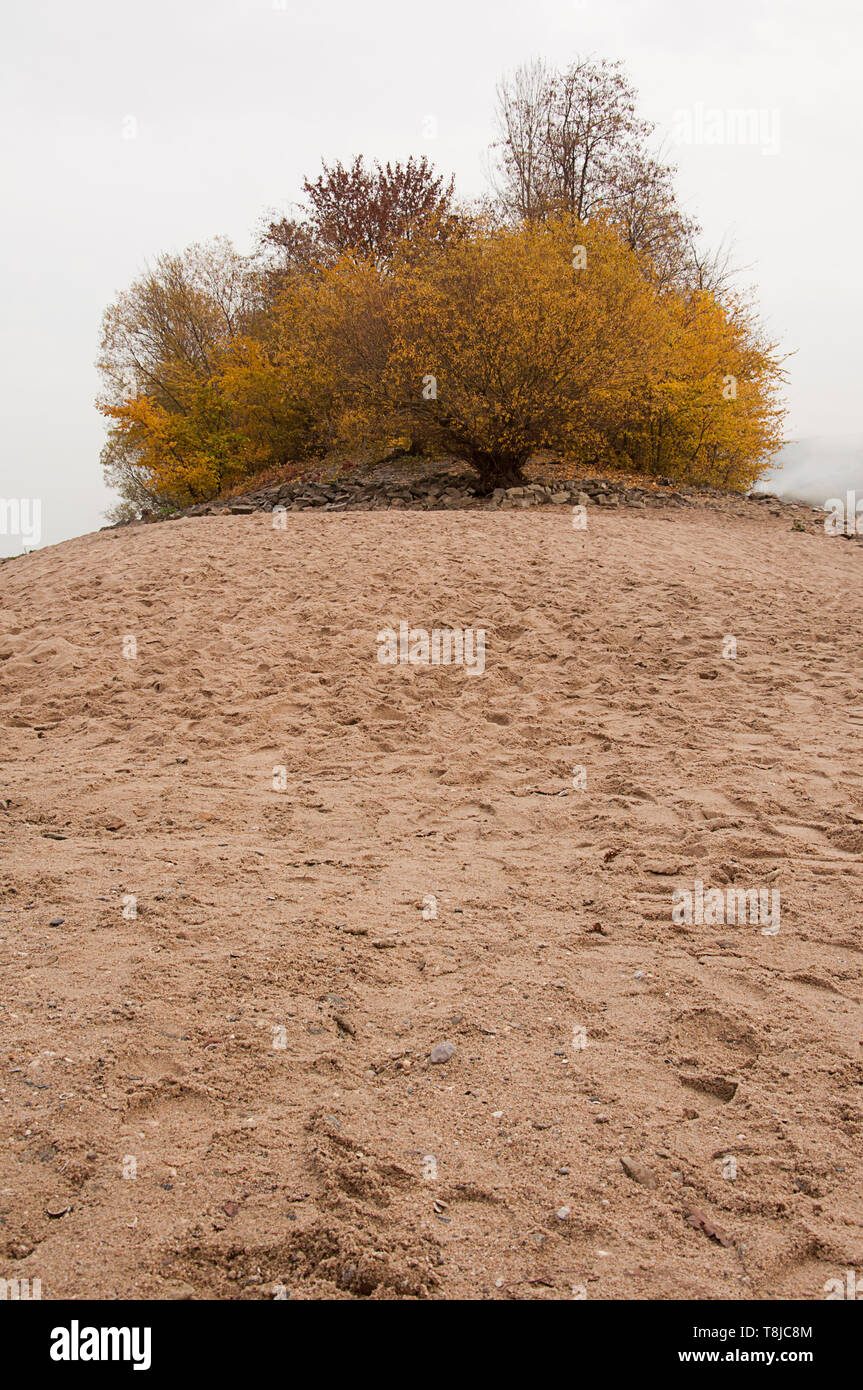 - Peu de forêts avec une plage par jziprian Banque D'Images