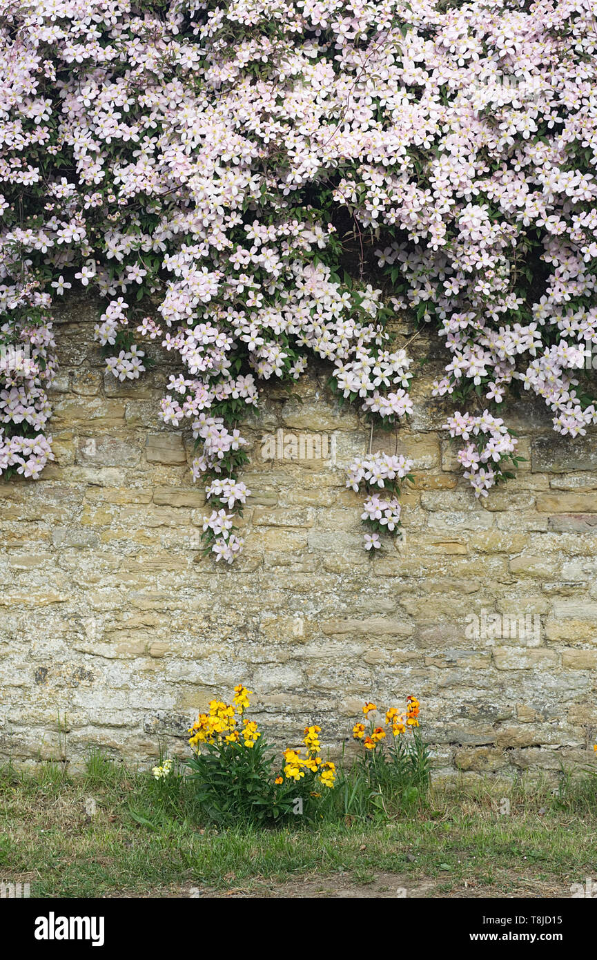 Clematis rose plante d'Escalade sur mur en pierre Banque D'Images