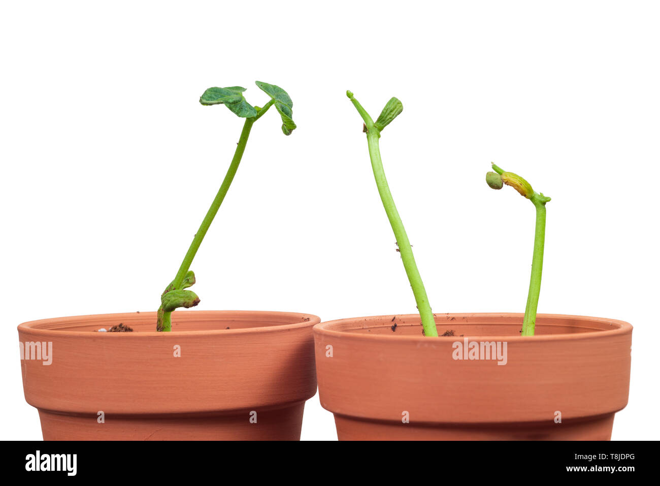 Deux pots de tir horizontal avec les jeunes plantes en eux qui regardent comme ils visitent. Arrière-plan blanc. Banque D'Images