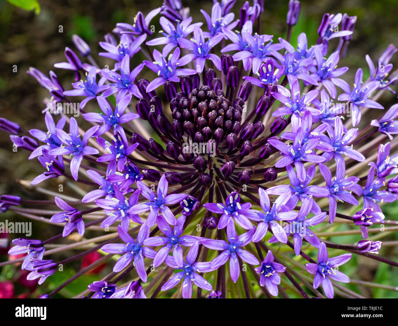 Gros plan sur la tête de fleur de ressort avec le redressement des fleurs et des bourgeons du squill, Scilla peruviana géant Banque D'Images