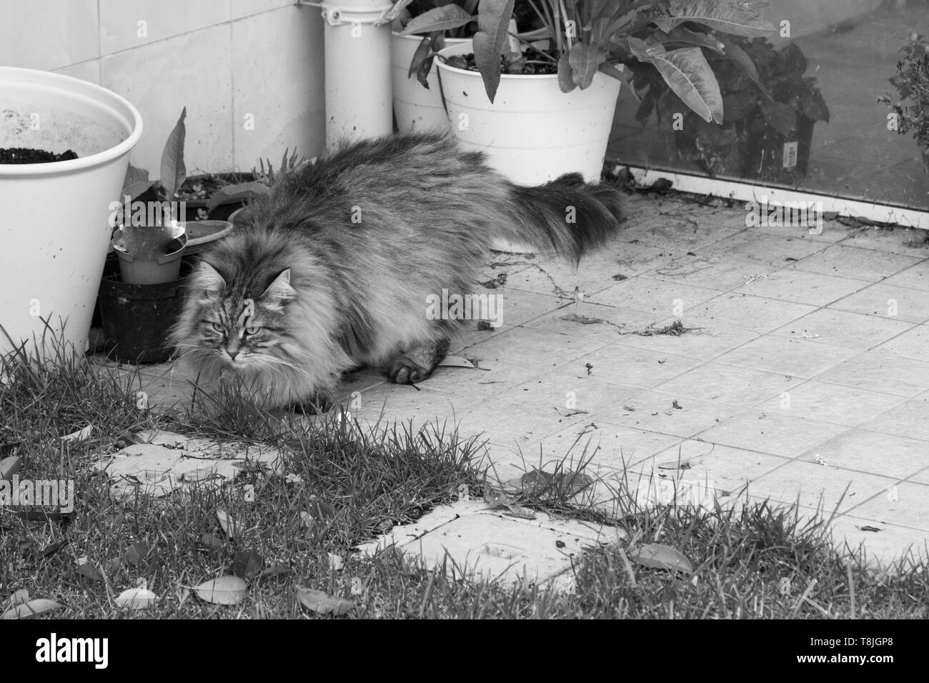 Chat mâle aux cheveux longs dans un jardin en plein air, de race chaton sibérien Banque D'Images