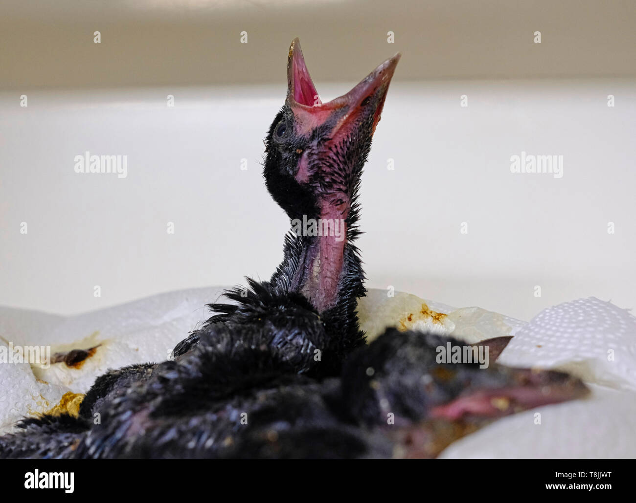 Sussex Uk Nid De Corbeau Corvus Bebe Sauve En Matiere D Especes Sauvages A L Hopital Avec Un Poussin Encore Debout A La Recherche De Nourriture Apres Qu Ils Ont Ete Nourris Photo Stock