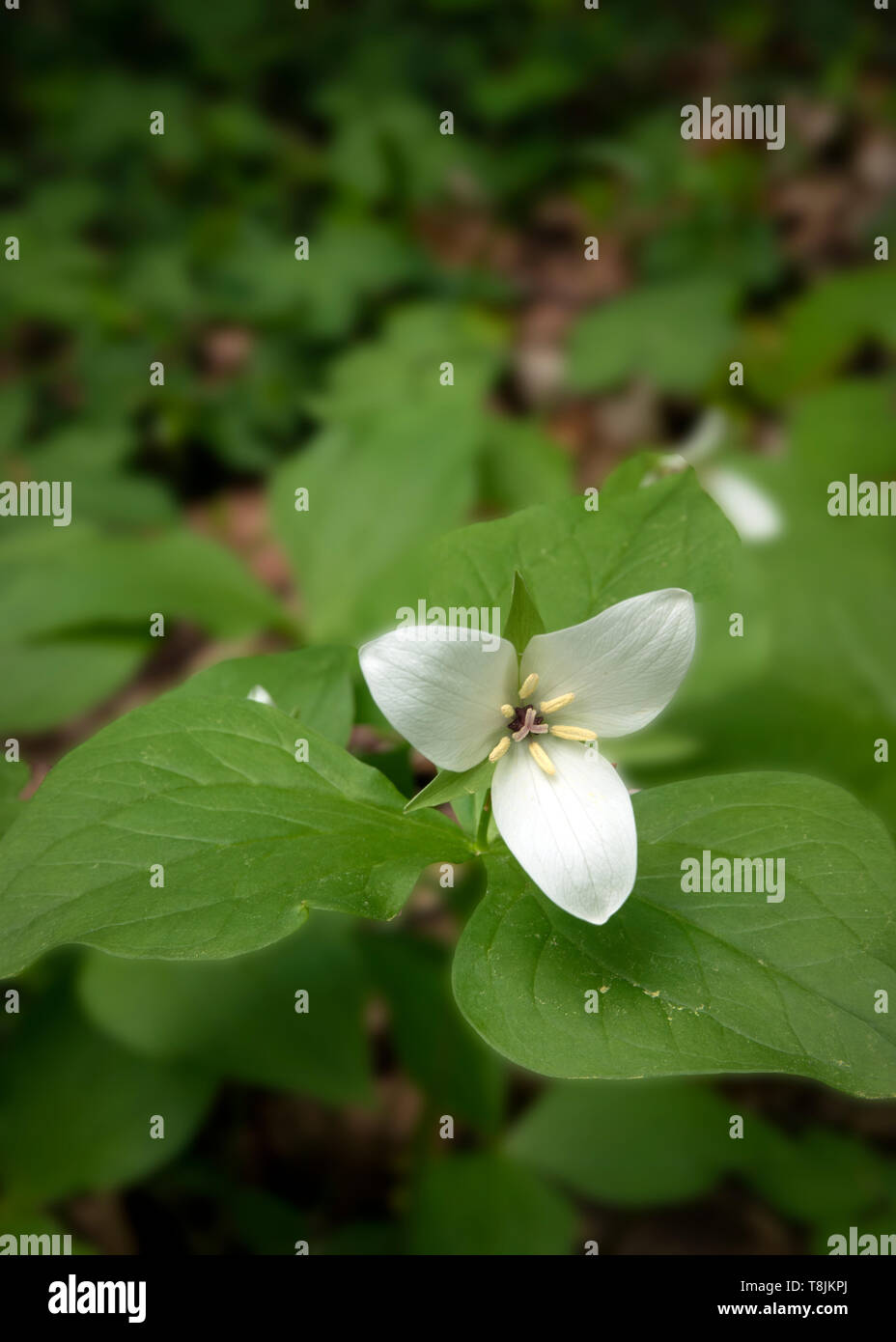 Trillium blanc doux Banque D'Images
