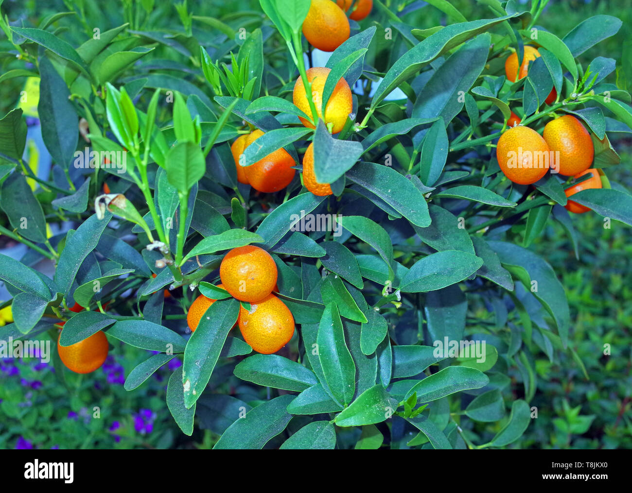 Kumquat trees Banque de photographies et d’images à haute résolution