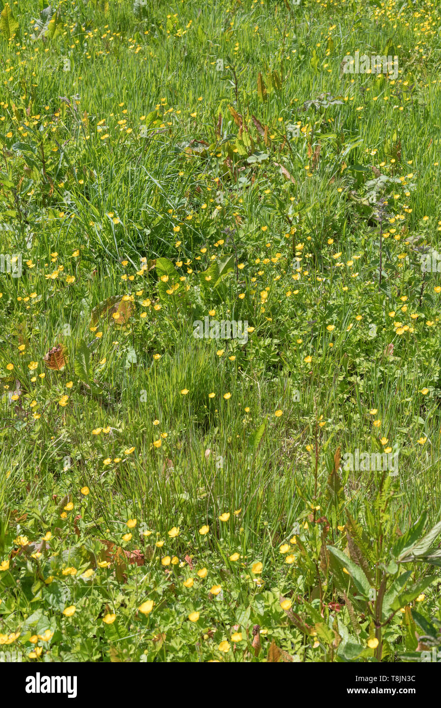 Patch d'espèces envahissantes Renoncule rampante Ranunculus repens / sur la journée d'été ensoleillée. Les mauvaises herbes envahissantes ou les plantes envahissantes concept, dépassé par les mauvaises herbes Banque D'Images