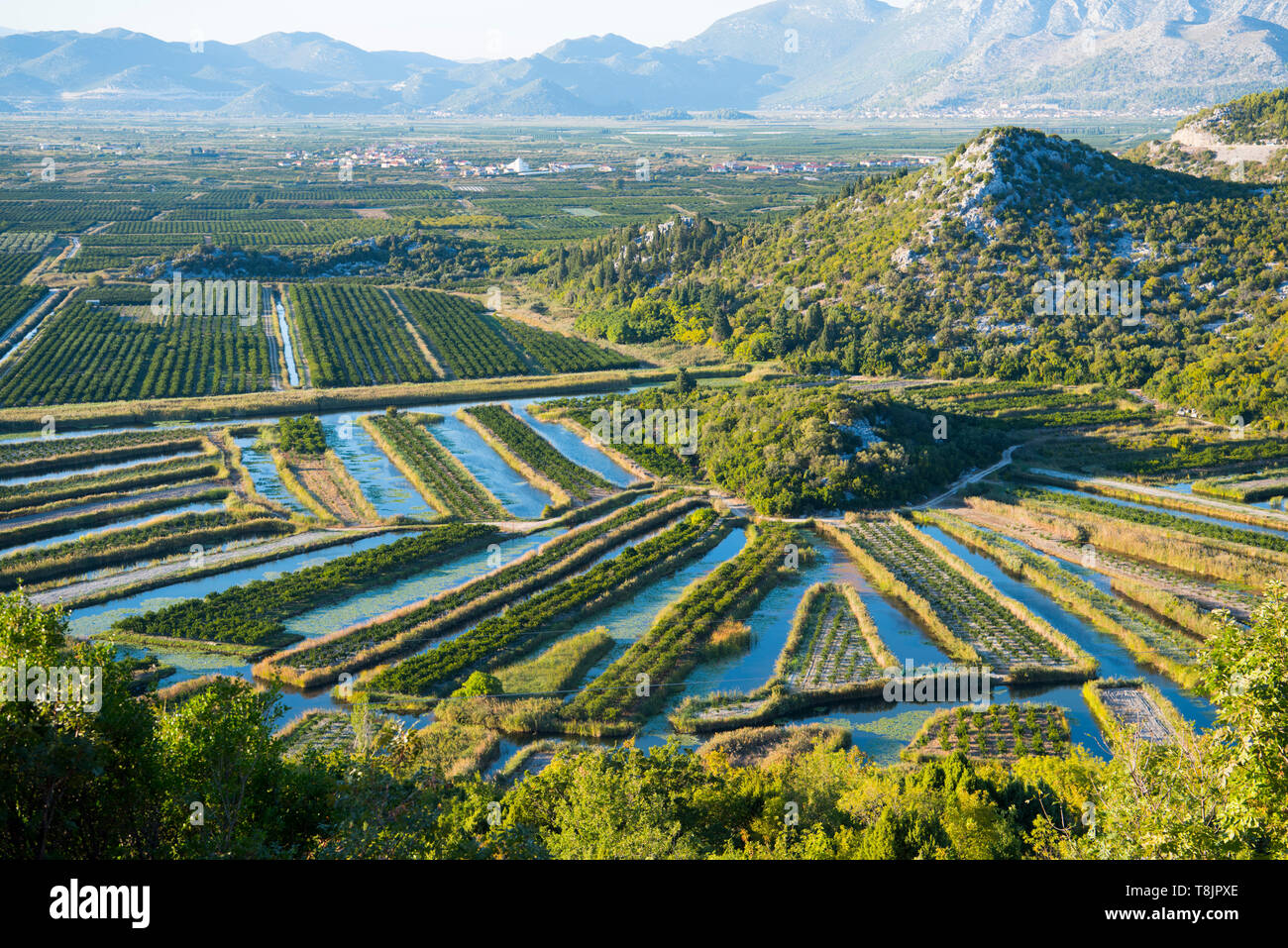 Kroatien, Dalmatien, Ploce, Landwirtschaft im Neretva-Delta Banque D'Images