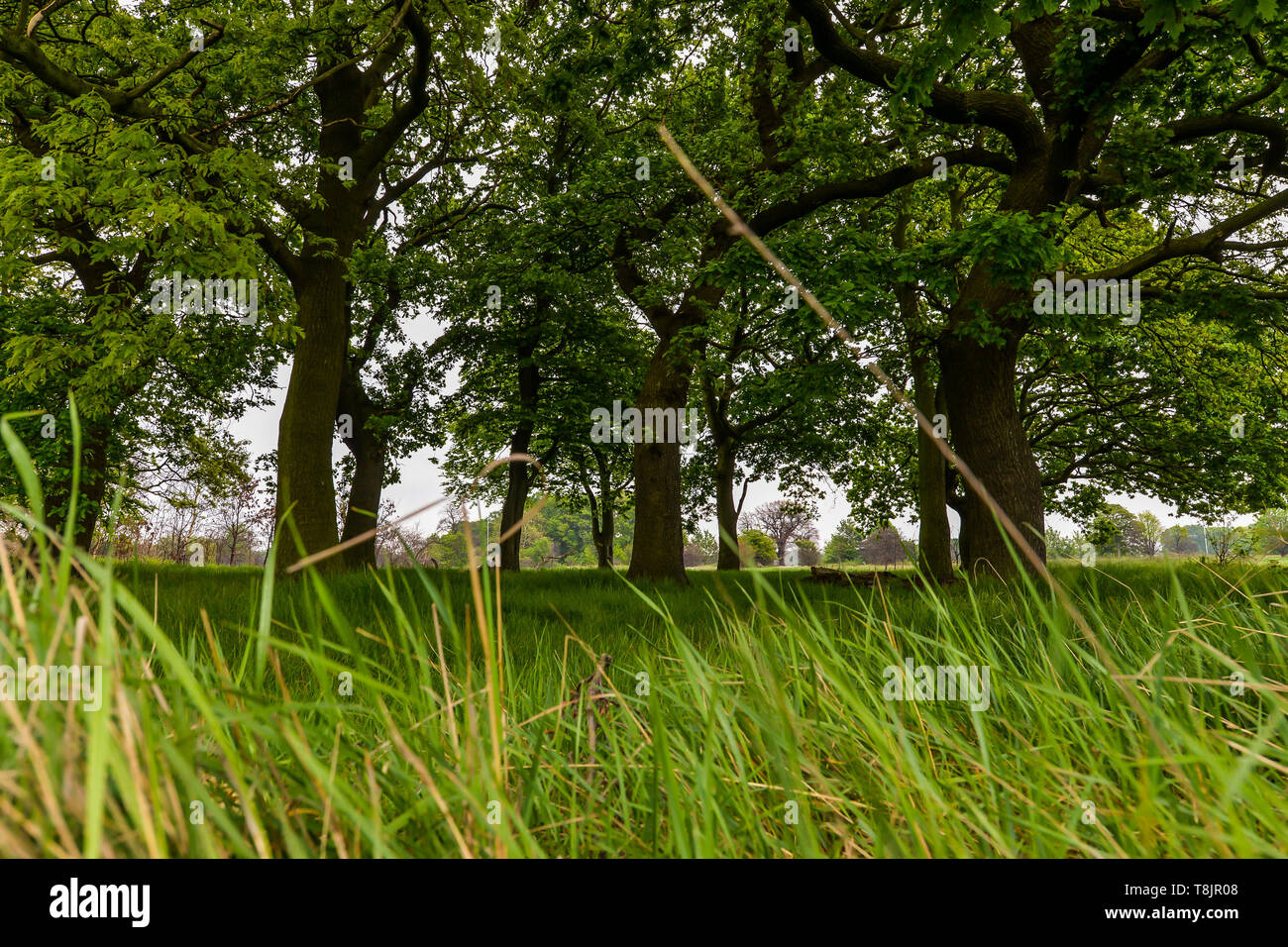 Un groupe d'arbres à Wanstead flats - Londres, Royaume-Uni Banque D'Images