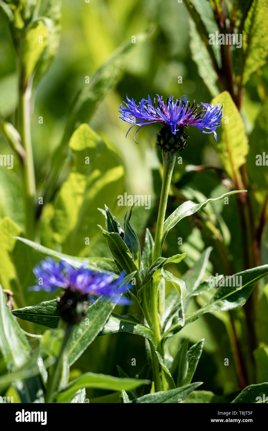 Le bleuet (Centaurea cyanus), Royaume-Uni Banque D'Images