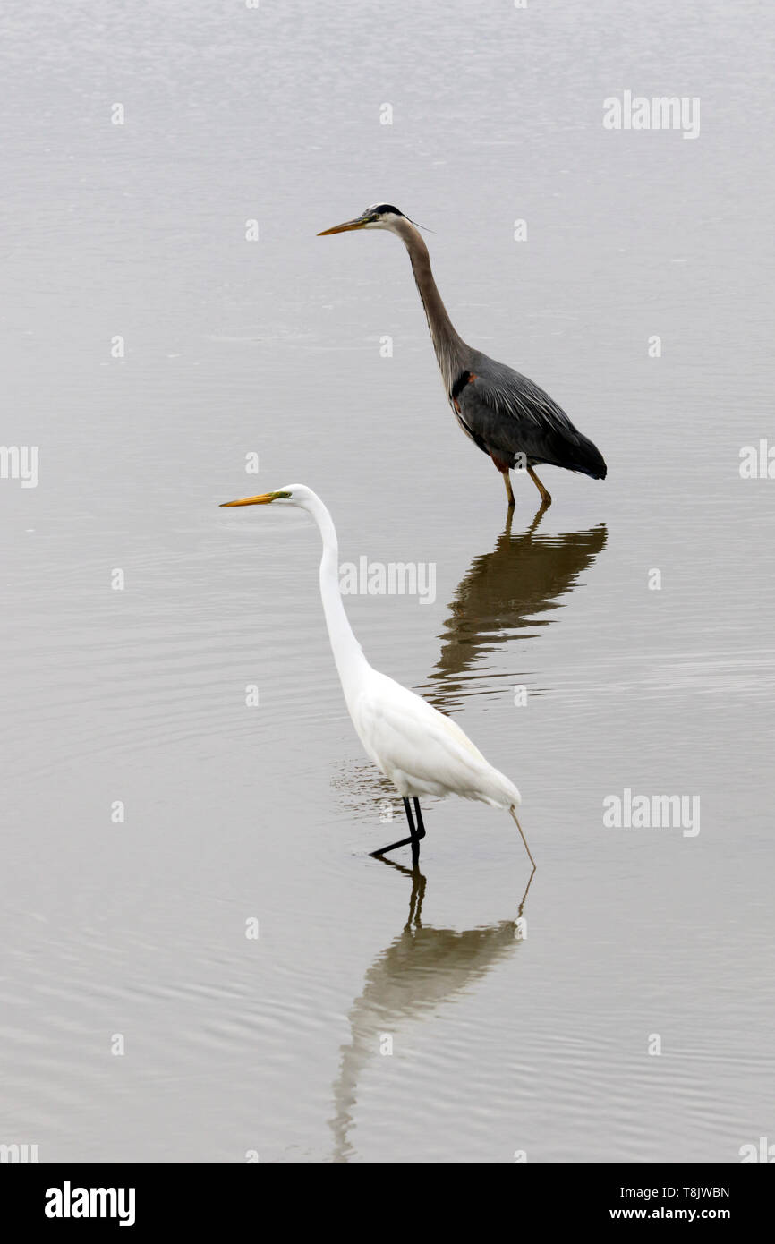 Une Grande Aigrette Ardea alba, et un Grand Héron, Ardea herodias, ensemble dans un marais. Edwin B. Forsythe National Wildlife Refuge, New Jersey, U Banque D'Images