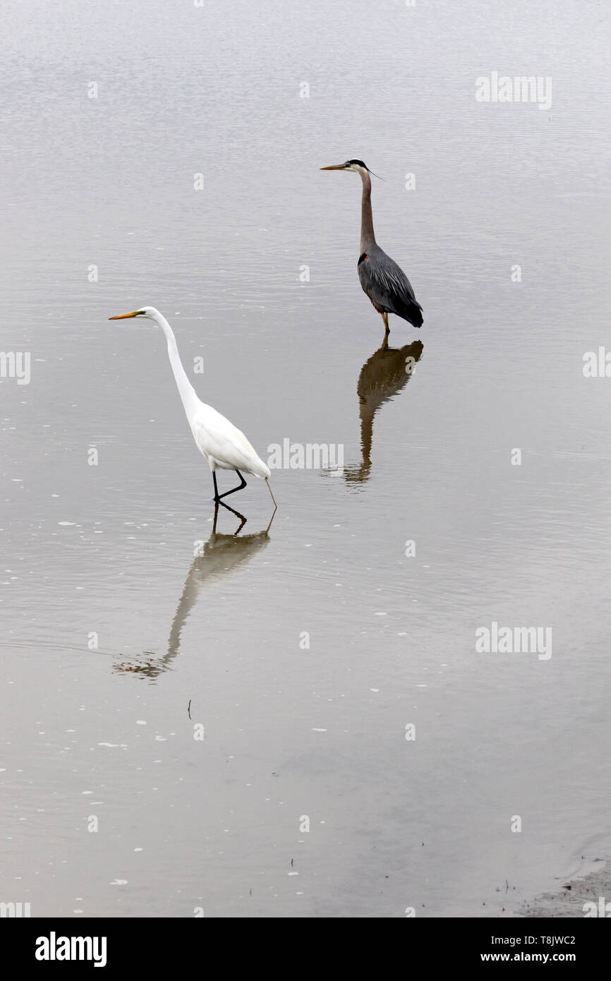 Une Grande Aigrette Ardea alba, et un Grand Héron, Ardea herodias, ensemble dans un marais. Edwin B. Forsythe National Wildlife Refuge, New Jersey, U Banque D'Images