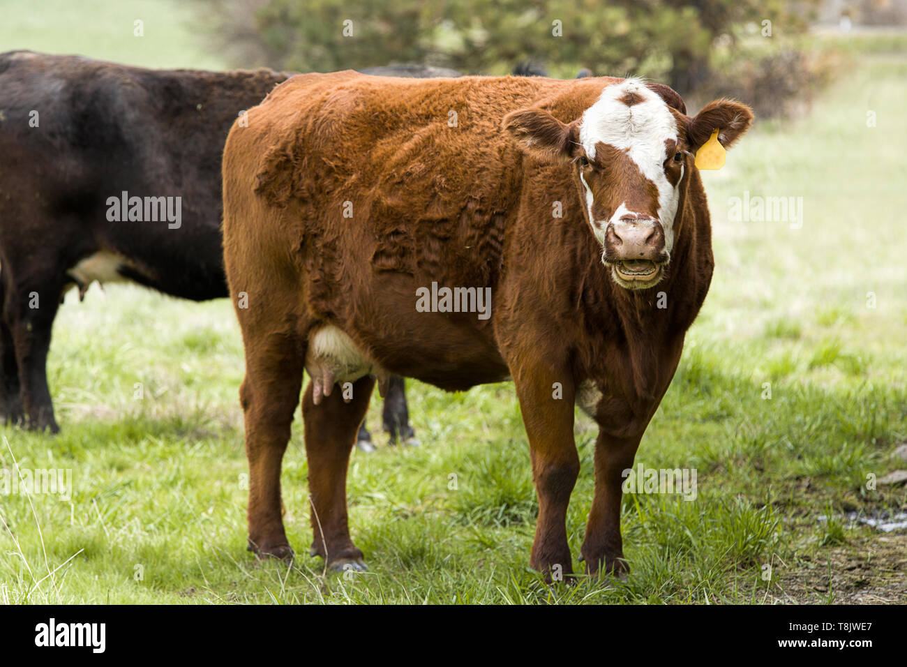 Un gros plan des vaches à la ferme dans le pâturage dans l'Est de Washington. Banque D'Images