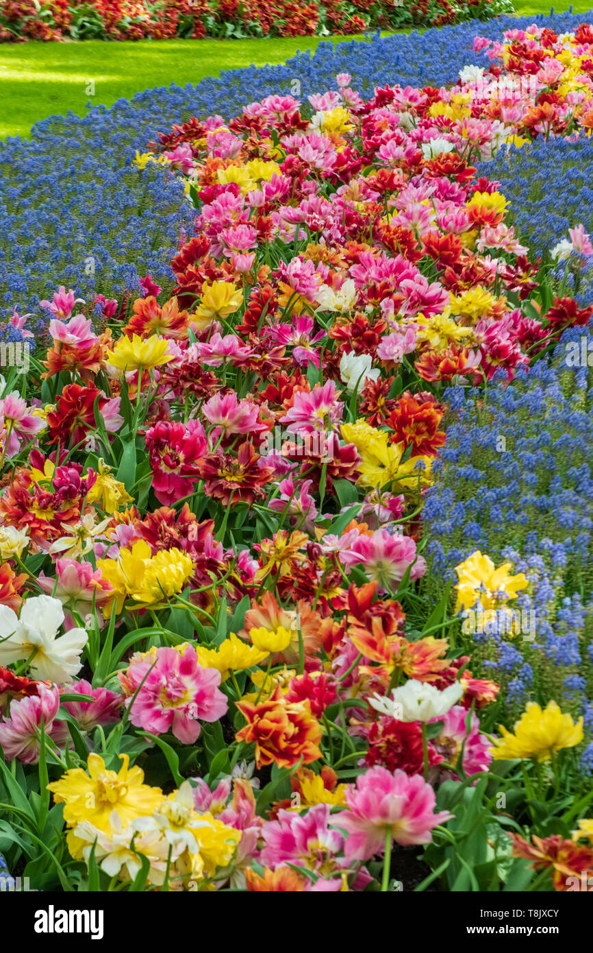 Tulipes multicolores & tulip bed & grape hyacinth Muscari - jardins de Keukenhof - fleurs de printemps tulipes en Hollande - aux Pays-Bas - Banque D'Images