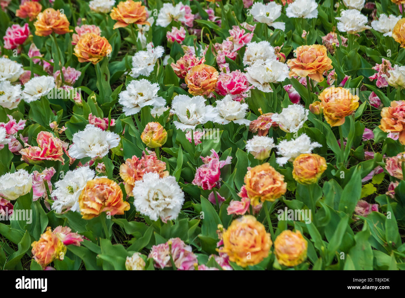 Tulipes multicolores & tulip bed - jardins de Keukenhof - fleurs de printemps tulipes en Hollande - aux Pays-Bas - Tulipa Liliacées espèce - famille Banque D'Images