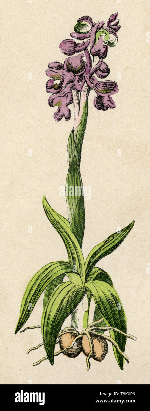 Green-winged orchid ou vert-orchidée Orchis morio, veiné (, ) Banque D'Images