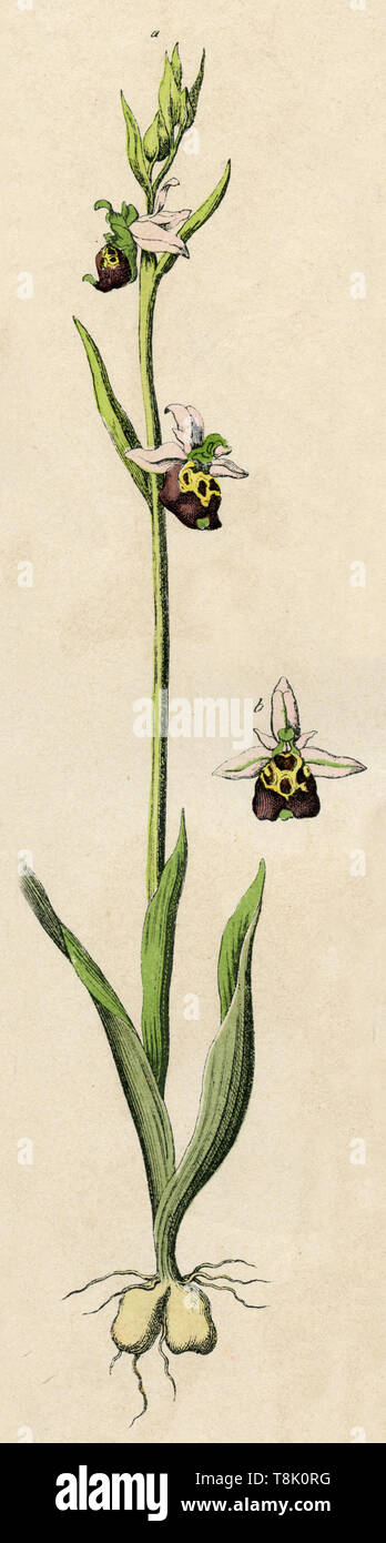 Début de l'orchidée araignée Ophrys sphegodes, (, ) Banque D'Images