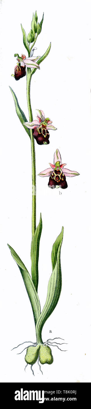 La fin de l'orchidée Ophrys holoserica-araignée (botanique, livre, 1909) Banque D'Images