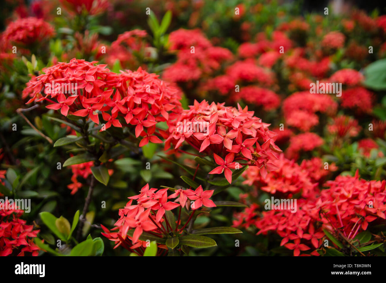 Ixora coccinea fleurs dans fulll bloom dans un jardin Banque D'Images