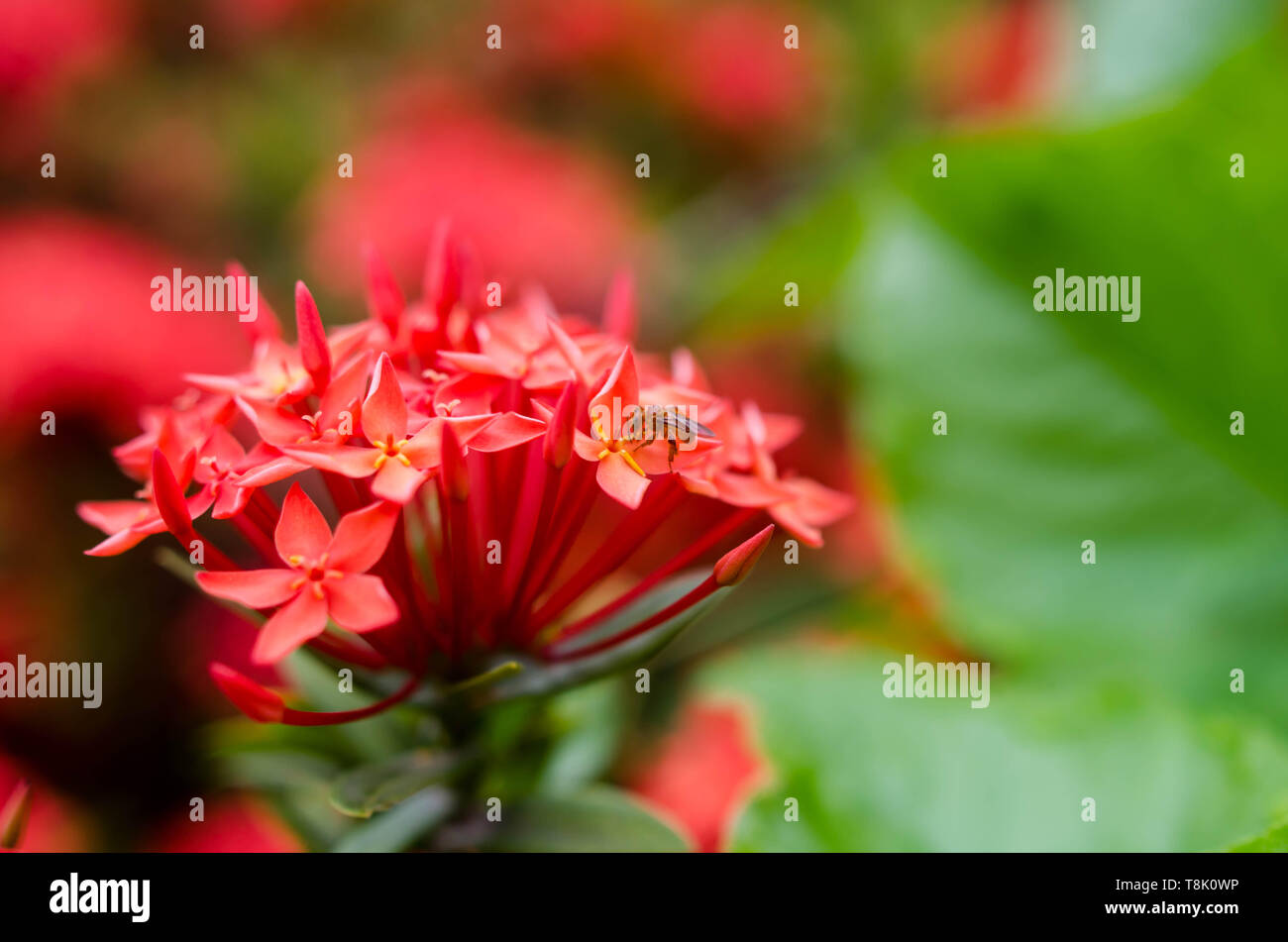 Ixora coccinea fleurs dans fulll bloom dans un jardin Banque D'Images