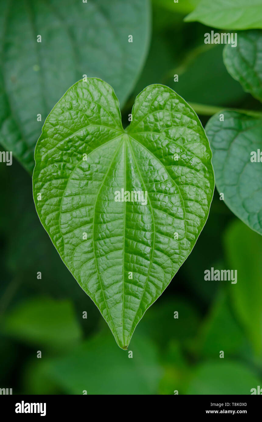 En feuilles sous forme de coeur Banque D'Images