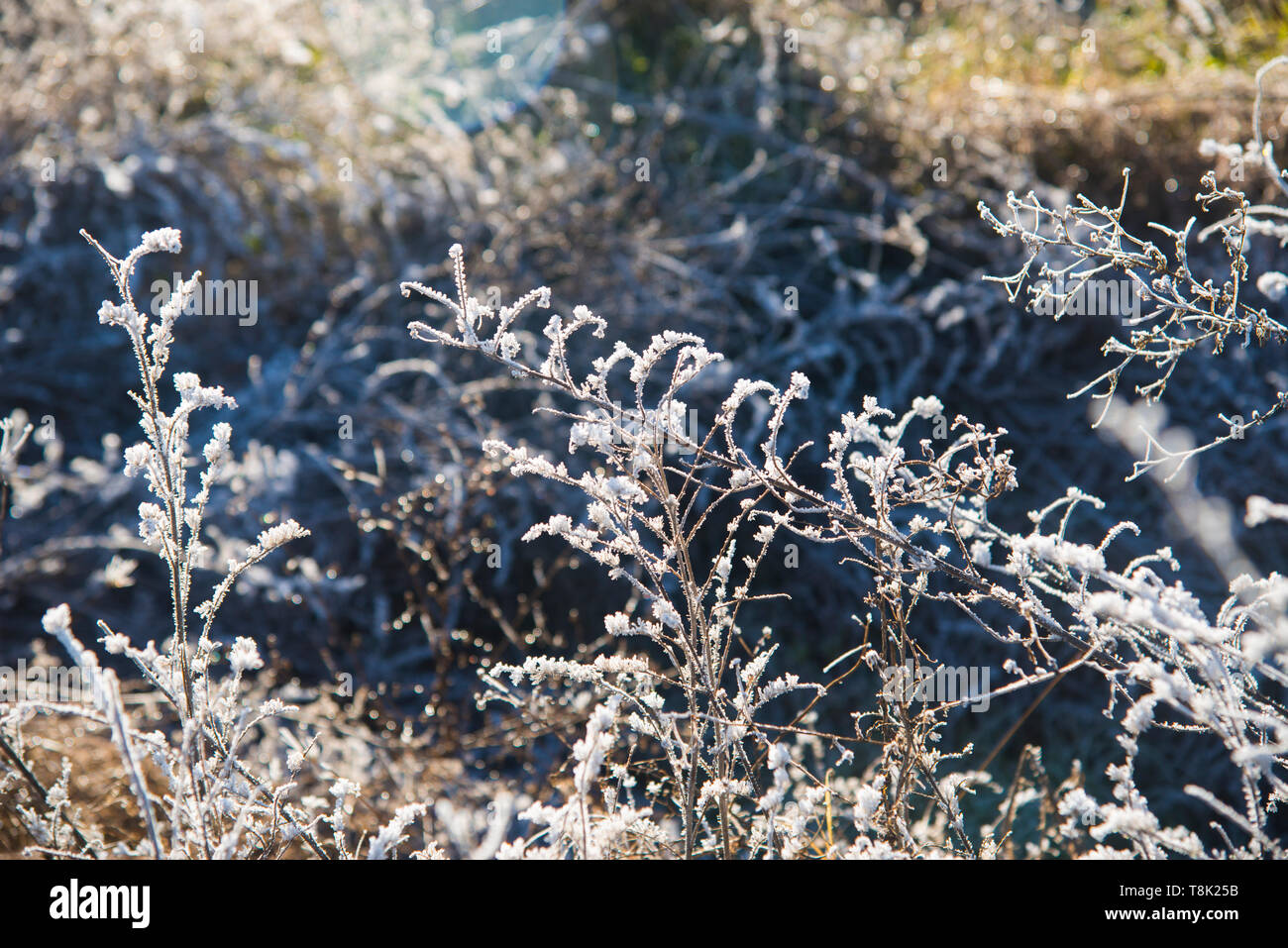 Frosty plantes. Banque D'Images