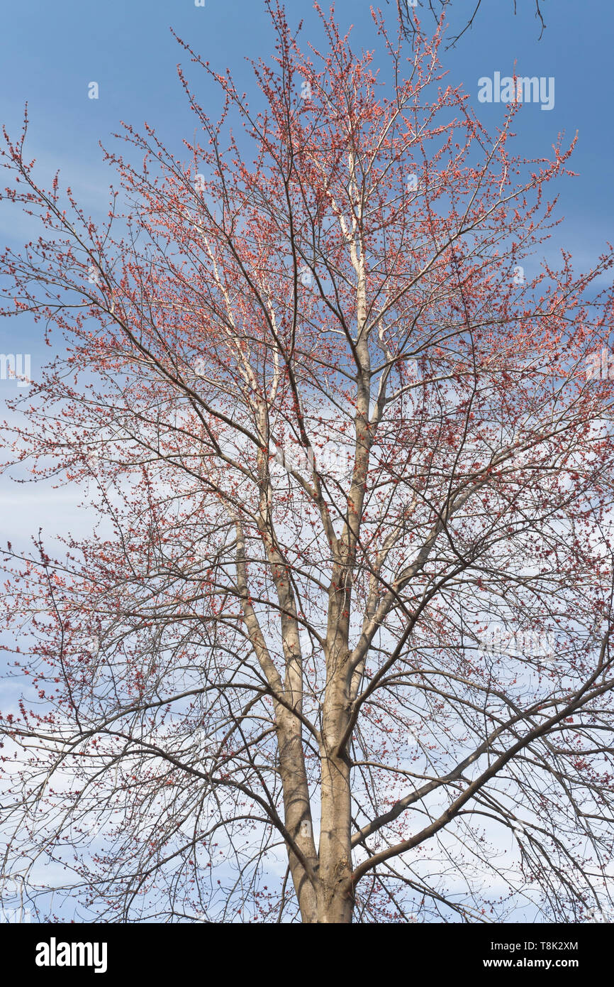 L'érable rouge, l'ouverture des fleurs à St Louis Forest Park sur le deuxième jour du printemps. Banque D'Images