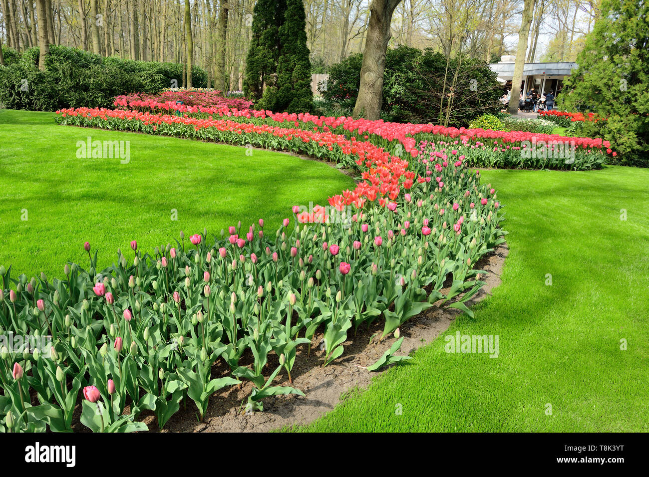 Photographié dans le parc de Keukenhof, lisse aux Pays-Bas en avril 2019, des fleurs de tulipes dans un lit de fleur forme une voie de fleurs Banque D'Images