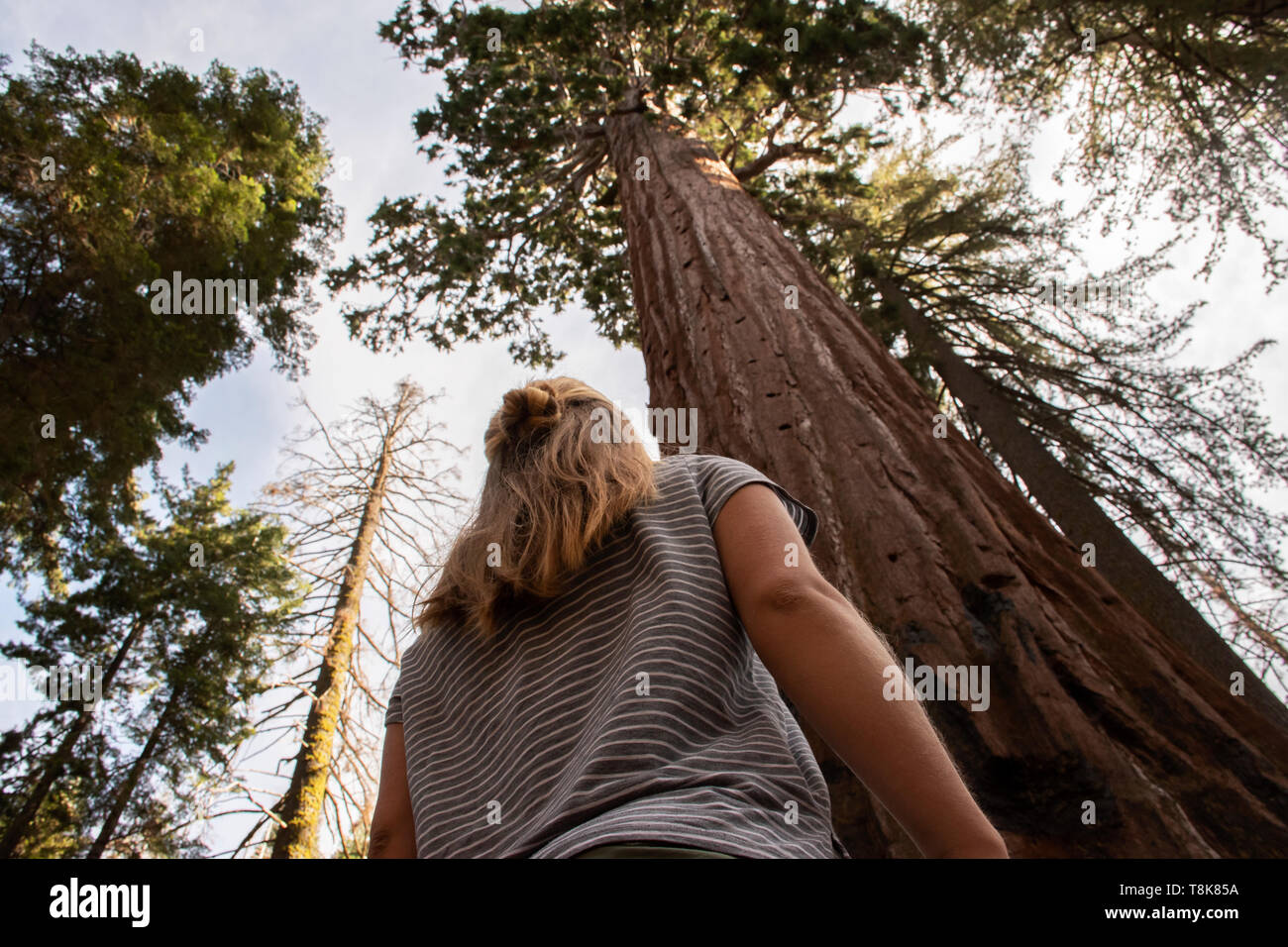 Fille à regarder les arbres de Sequoia et Kings Canyon National Park Banque D'Images