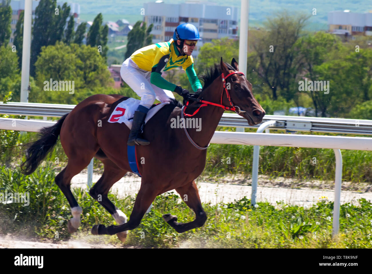 Course de chevaux Banque D'Images