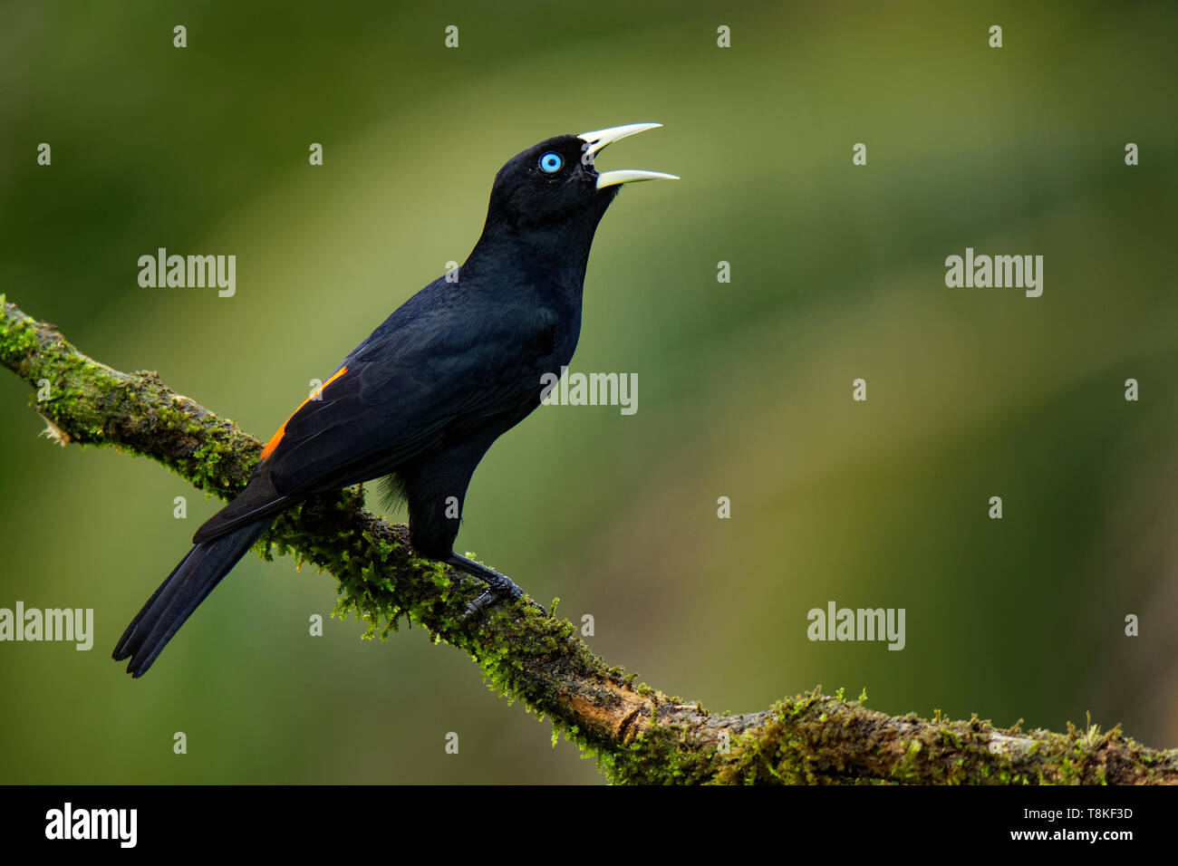 Cassique Cul-rouge - Cacicus uropygialis microrhynchus passereau de la famille des Icteridae, races de Honduras à Panama et dans le Pacifique Banque D'Images