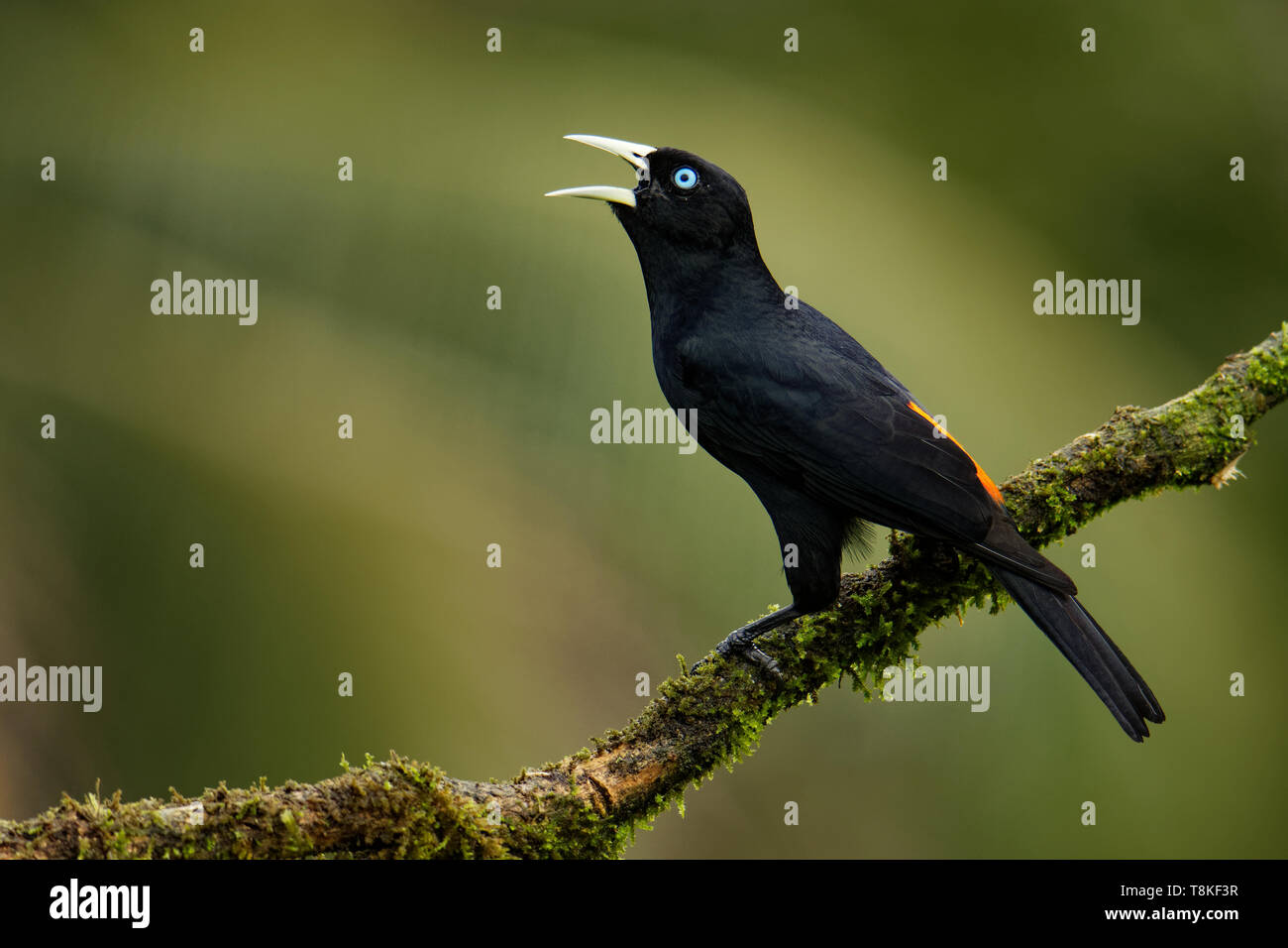 Cassique Cul-rouge - Cacicus uropygialis microrhynchus passereau de la famille des Icteridae, races de Honduras à Panama et dans le Pacifique Banque D'Images