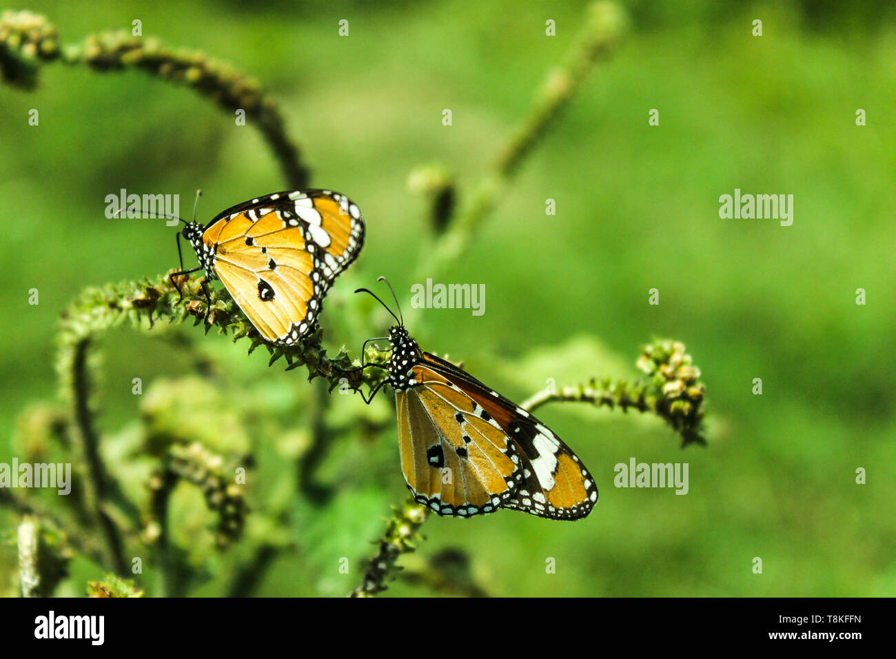 Deux beaux papillons jaune sur l'arbre Banque D'Images