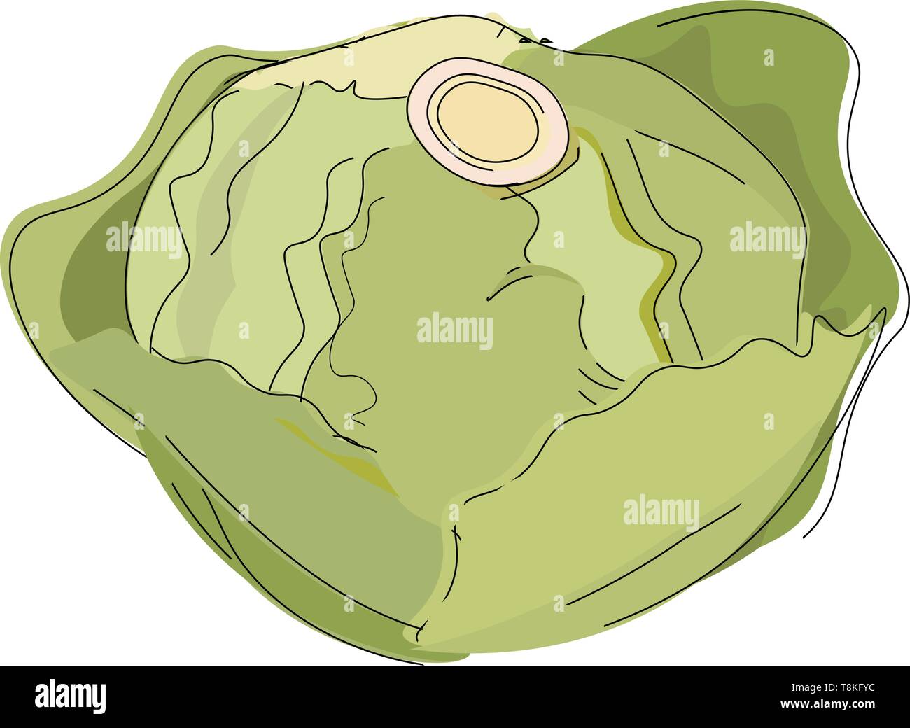 C'est un légume rond qui est cultivé pour leur laisser comestibles et peuvent être mangées crues ou cuites., Scénario, dessin en couleur ou d'illustration. Illustration de Vecteur