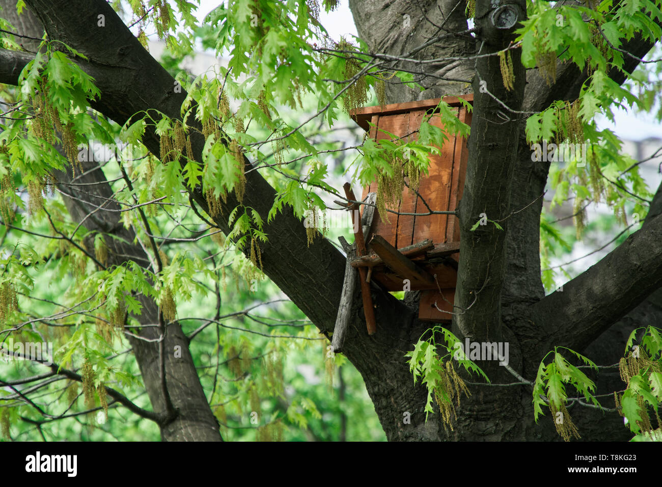 Maison d'oiseau allaitement, chambre mangeoire pour oiseaux dans le parc sur le big grand arbre. Banque D'Images
