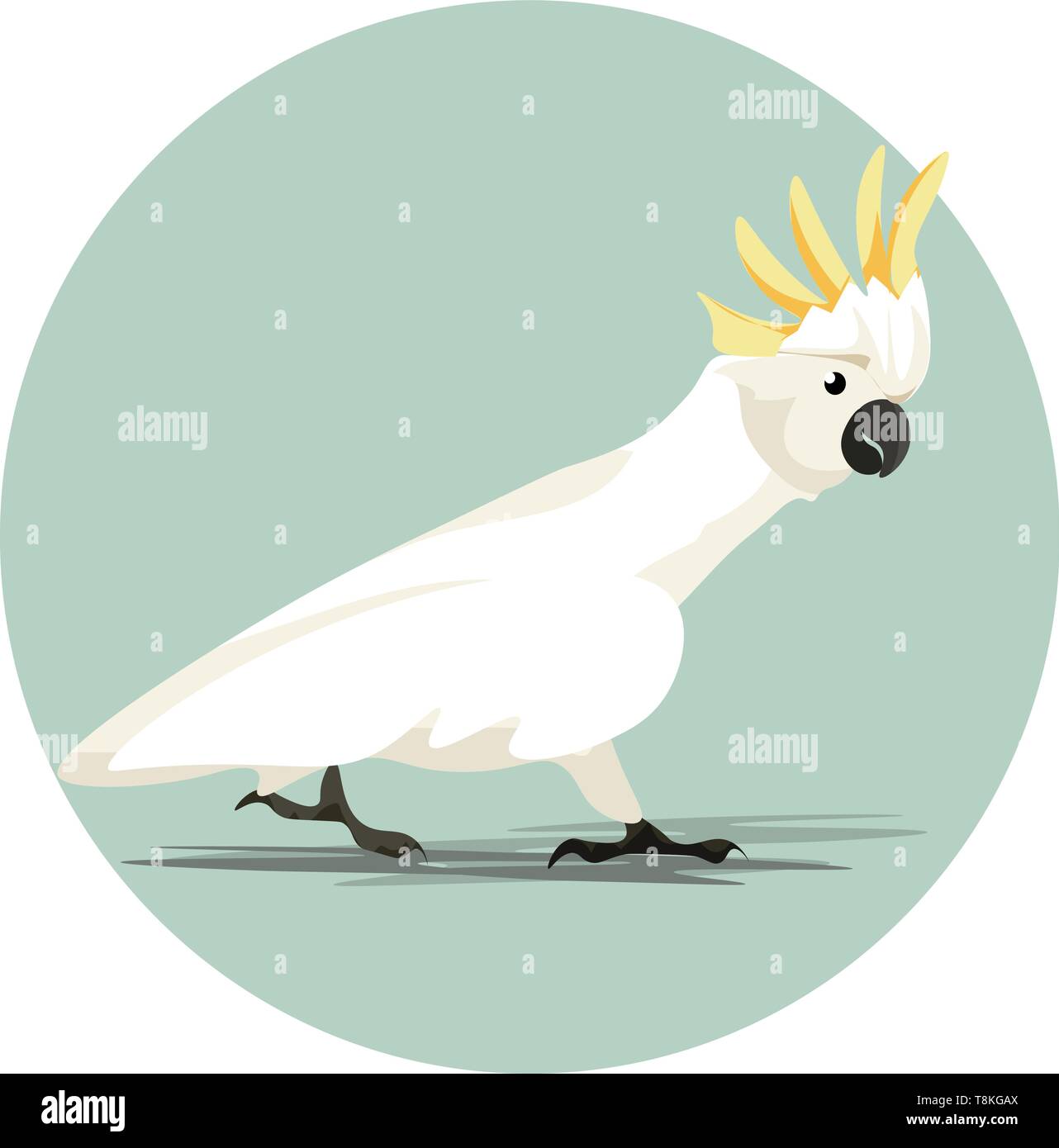 Un cormoran à perroquet avec un bec puissant à partir de régions australiennes., Scénario, dessin en couleur ou d'illustration. Illustration de Vecteur