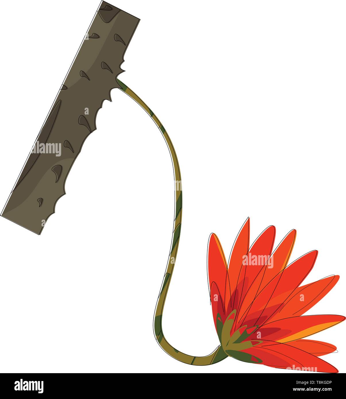 Un arbustre tropical avec des fleurs orange ou rouges voyantes et graines noires., Scénario, dessin en couleur ou d'illustration. Illustration de Vecteur