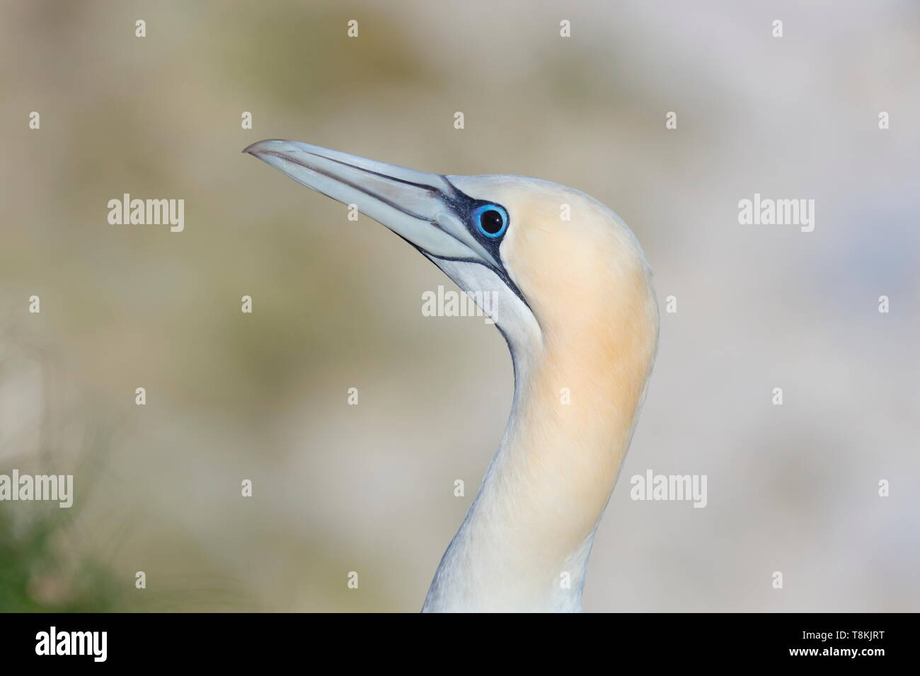 Un fou qui a les yeux noirs au lieu de blanc. Banque D'Images