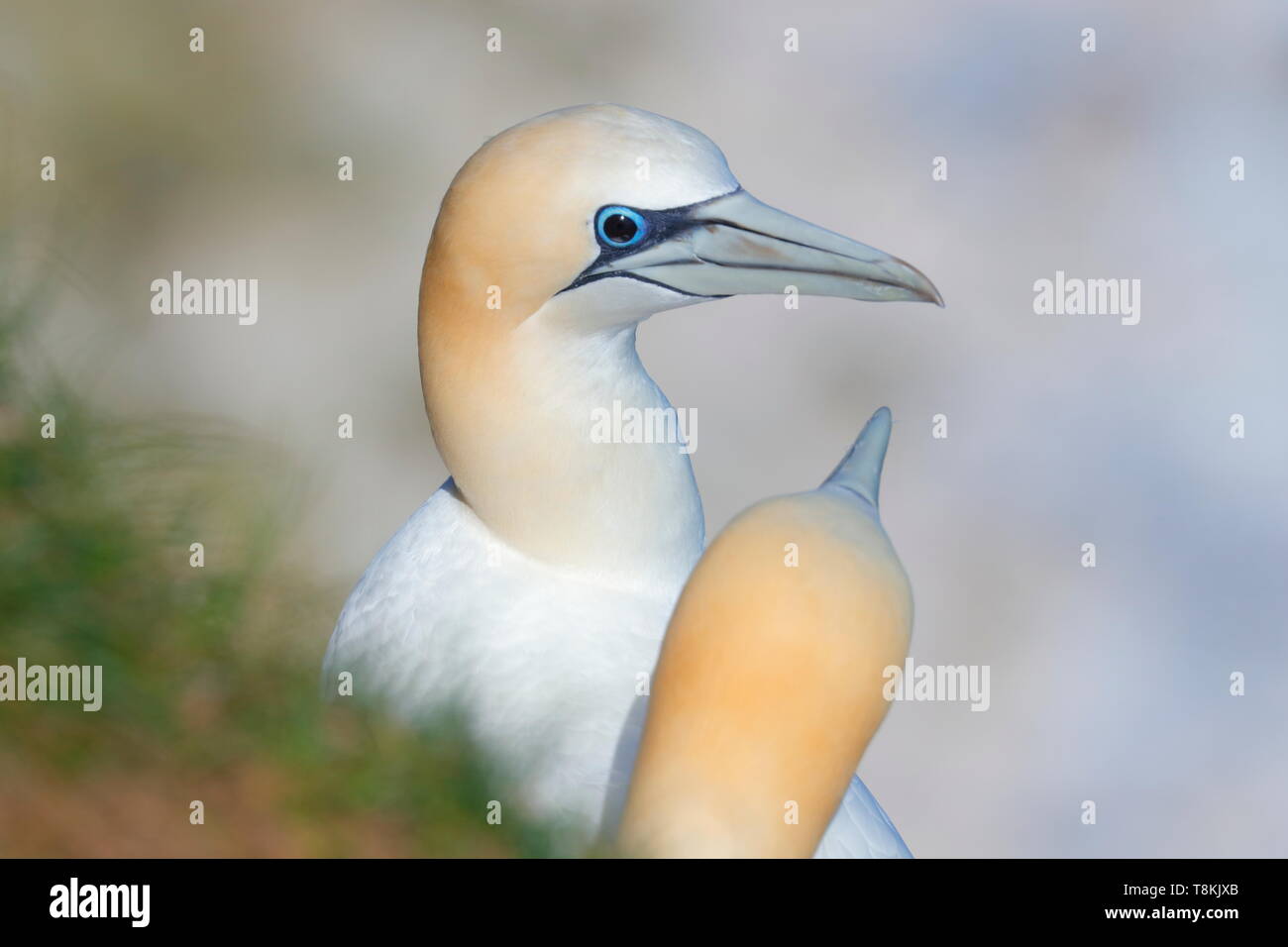 Un fou qui a les yeux noirs au lieu de blanc. Banque D'Images