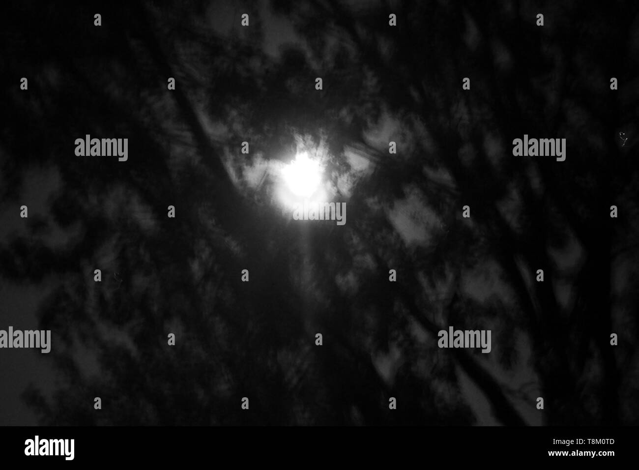 La pleine lune lumineuse brille à travers le fourré d'un arbre avec des branches. Banque D'Images