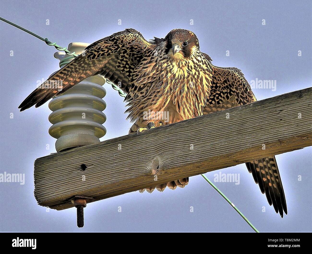 Peregrine Falcon Wing span Banque D'Images