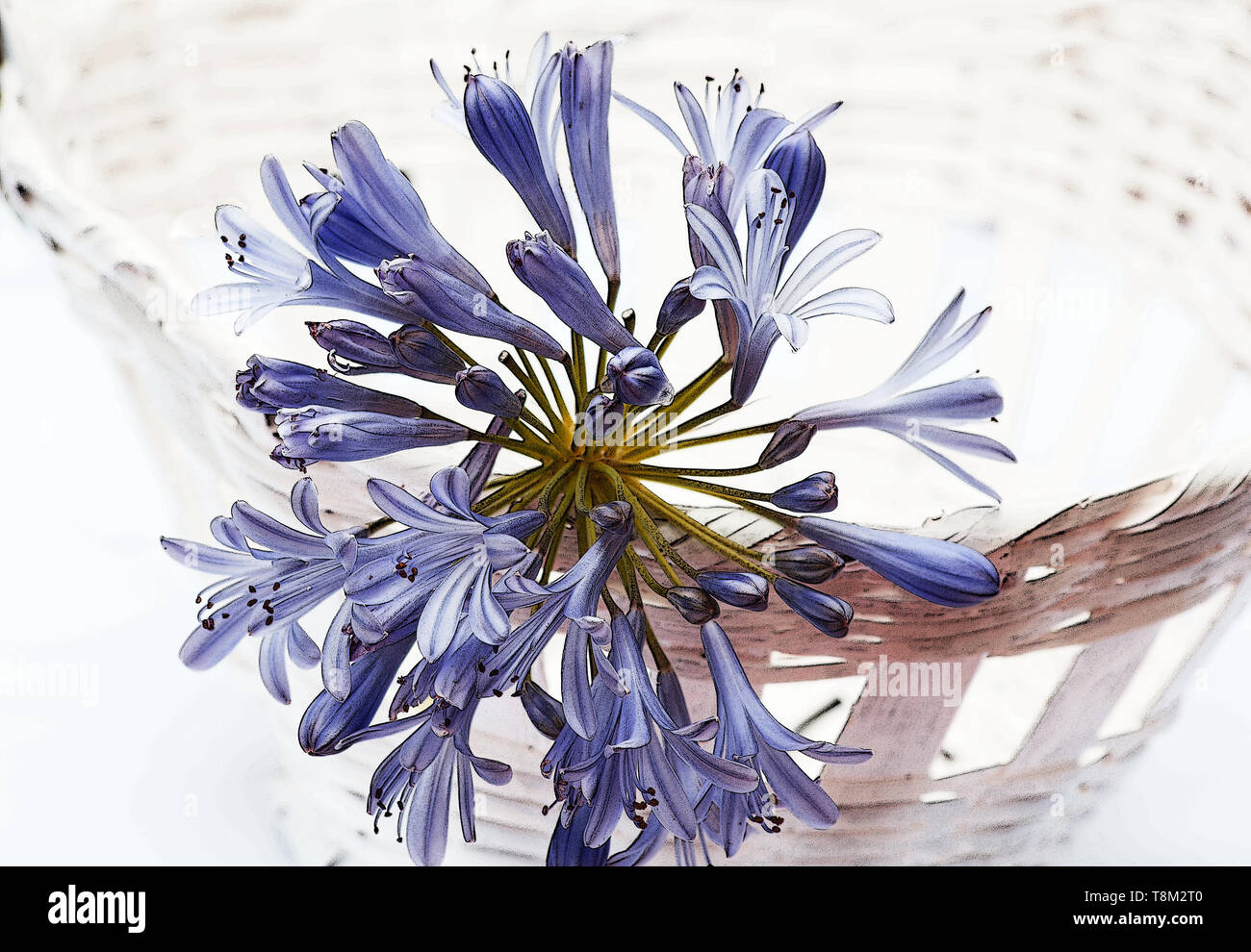 Belle Agapanthus Lily du Nil sur fond blanc Banque D'Images