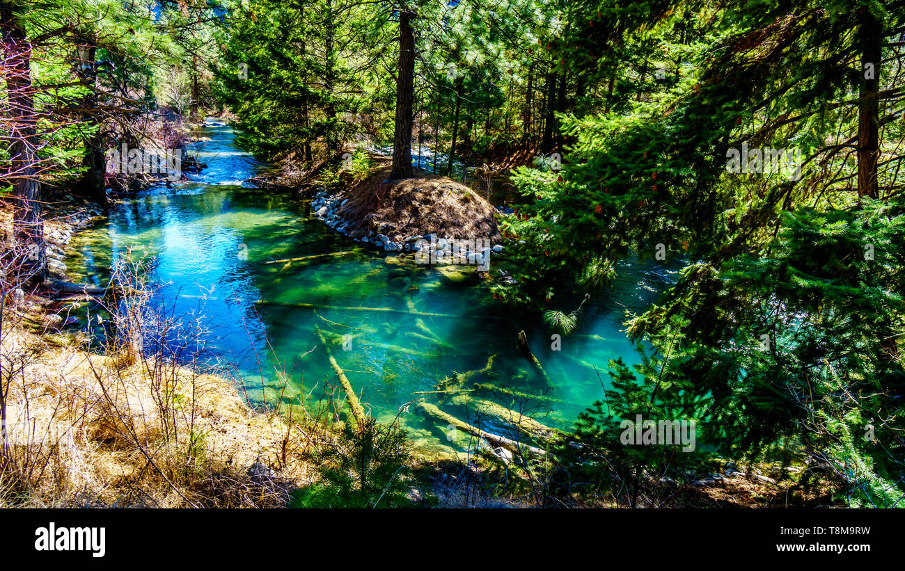 Les eaux claires d'un canal de frai du saumon sur Cayoosh Creek entre Seton Lake et la rivière Fraser en Colombie-Britannique, Canada Banque D'Images