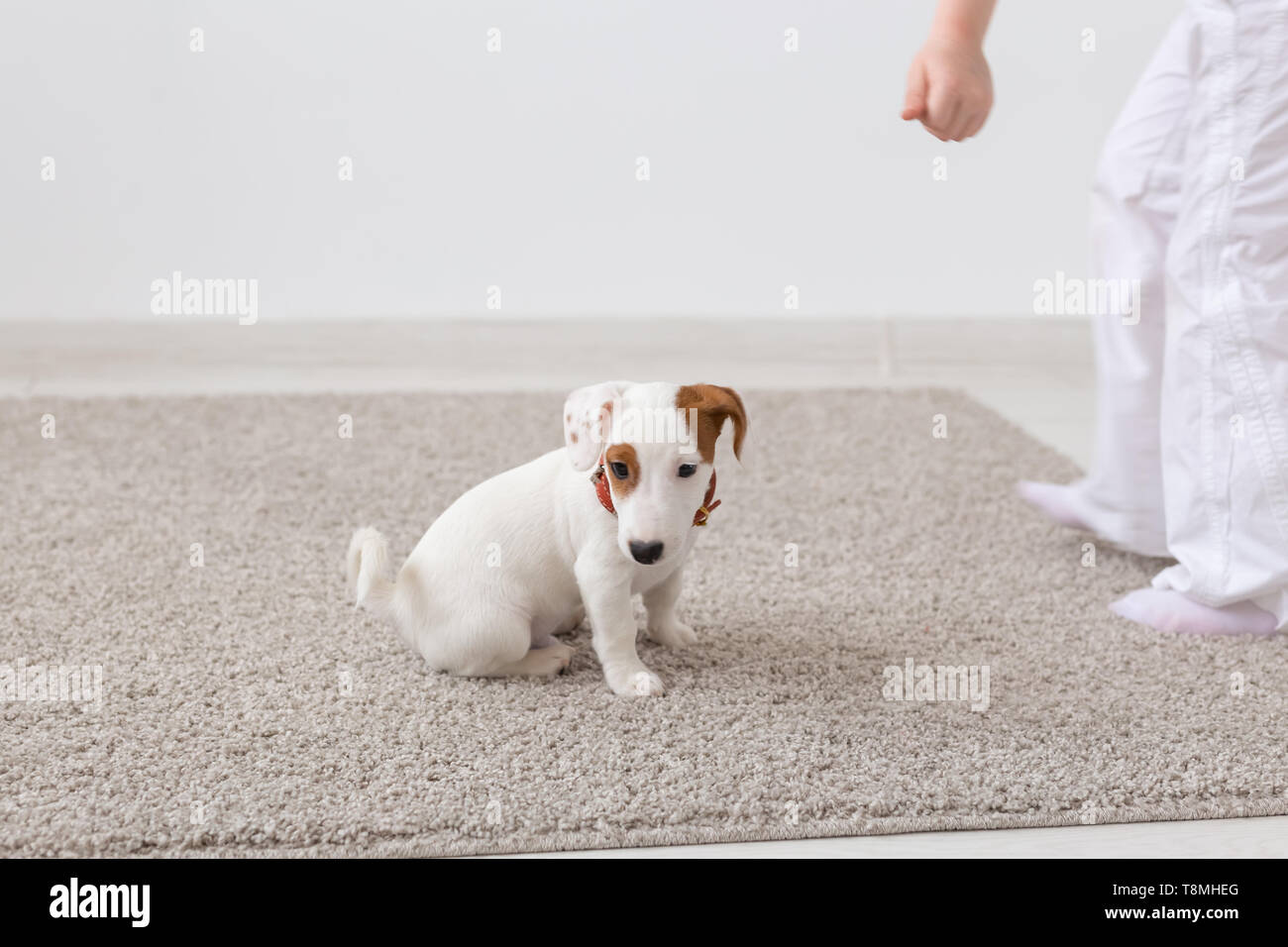 Animaux domestiques, d'animaux et de concept intérieur - le petit Jack Russell Terrier puppy assis sur un tapis dans la salle de séjour Banque D'Images