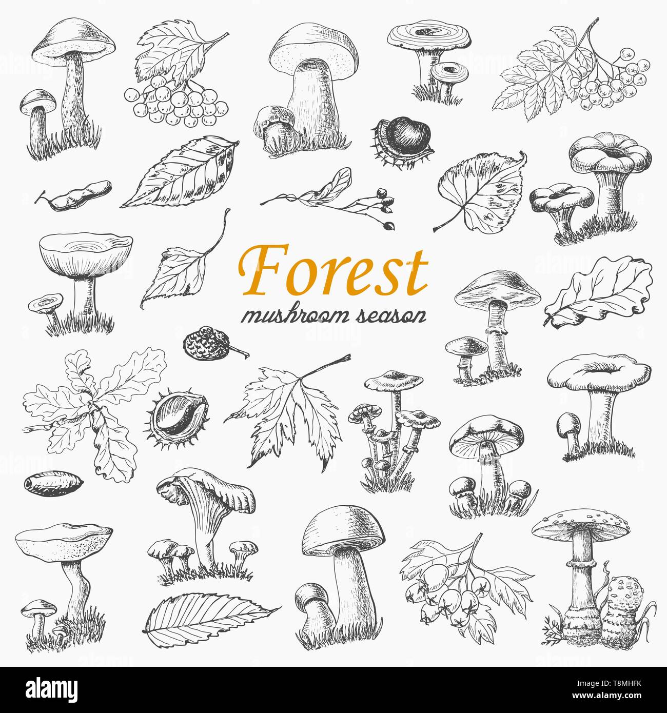 Ensemble de plantes forestières isolées et les champignons au croquis style. Pour votre conception d'illustration vectorielle Illustration de Vecteur