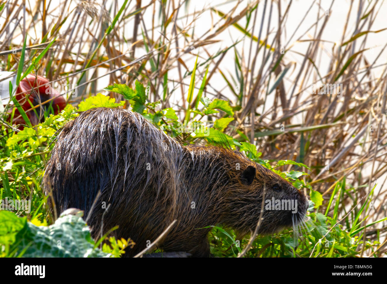 Un gros rongeur (ragondin) une espèce envahissante Photo Stock - Alamy