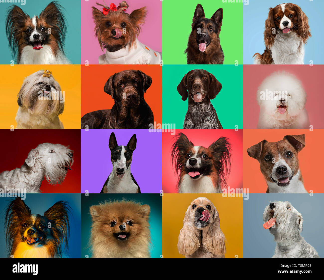 Peu de chiens sont à poser et à la recherche dans l'appareil photo. Toutous mignons ou les animaux sont heureux. Les chiots de race différente. Collage créatif isolé sur fond studio multicolores. Vue de face. Banque D'Images