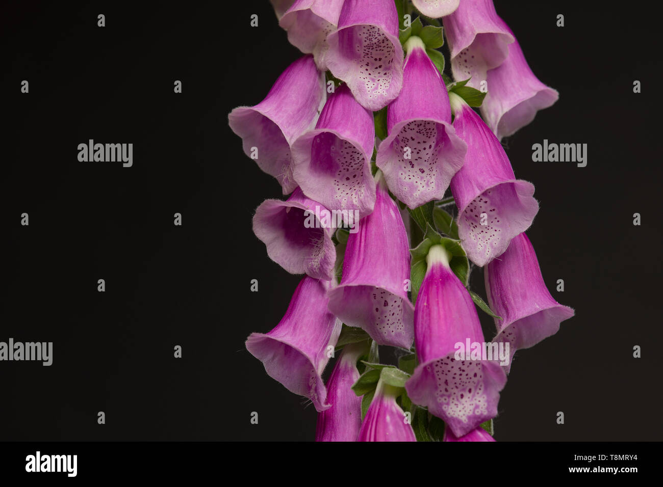 Gros plan d'une usine de la digitale en fleurs rose sur fond noir dans une image horizontale Banque D'Images