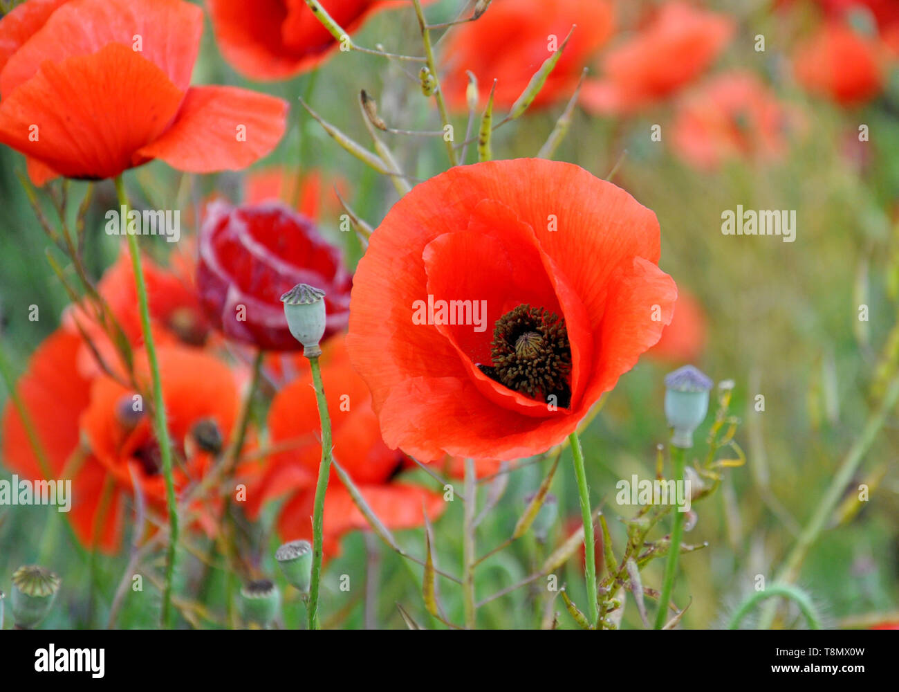Quelques coquelicots rouges sur champ vert en journée ensoleillée. Champ de coquelicots au printemps. Banque D'Images