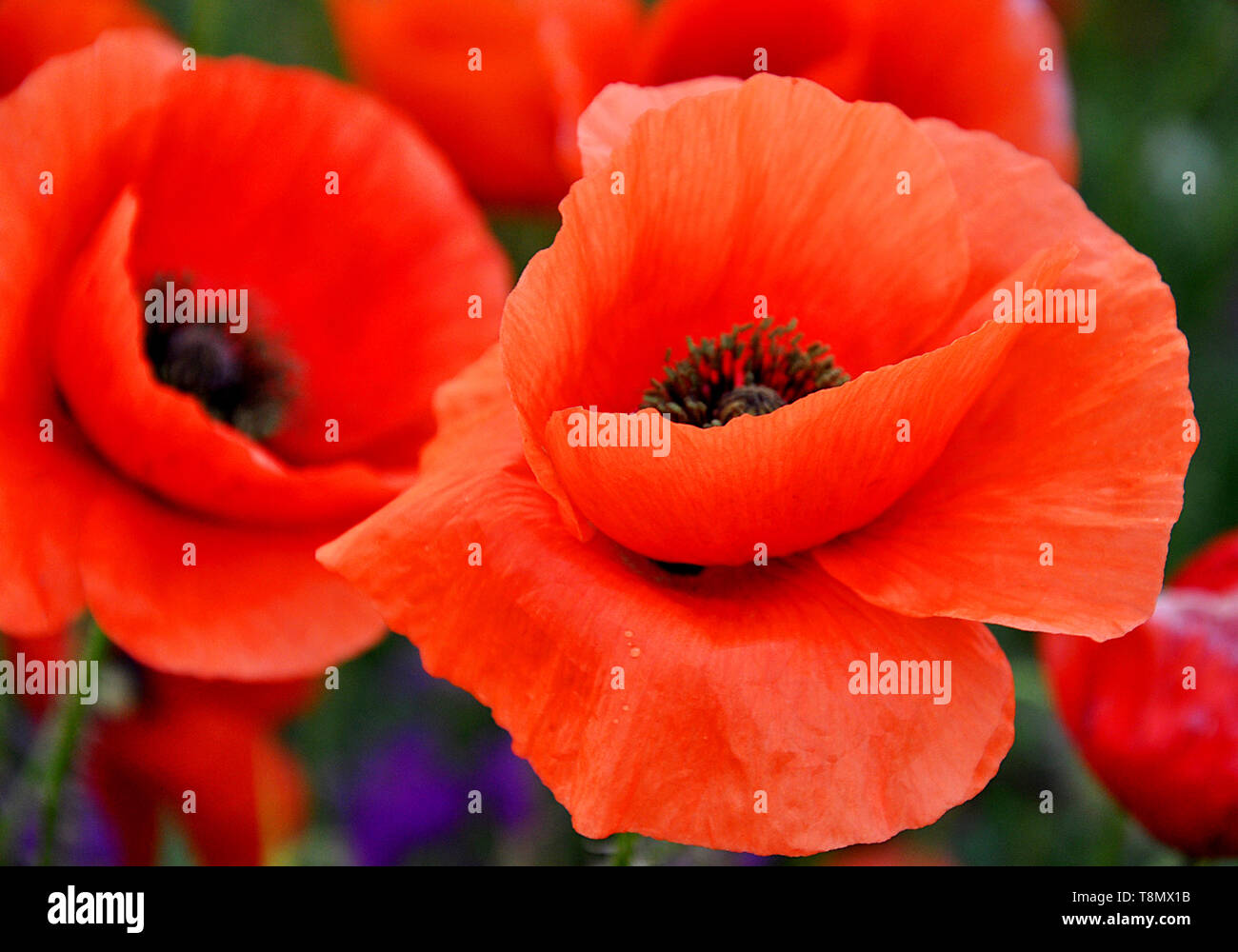 Quelques coquelicots rouges sur champ vert en journée ensoleillée. Champ de coquelicots au printemps. Banque D'Images