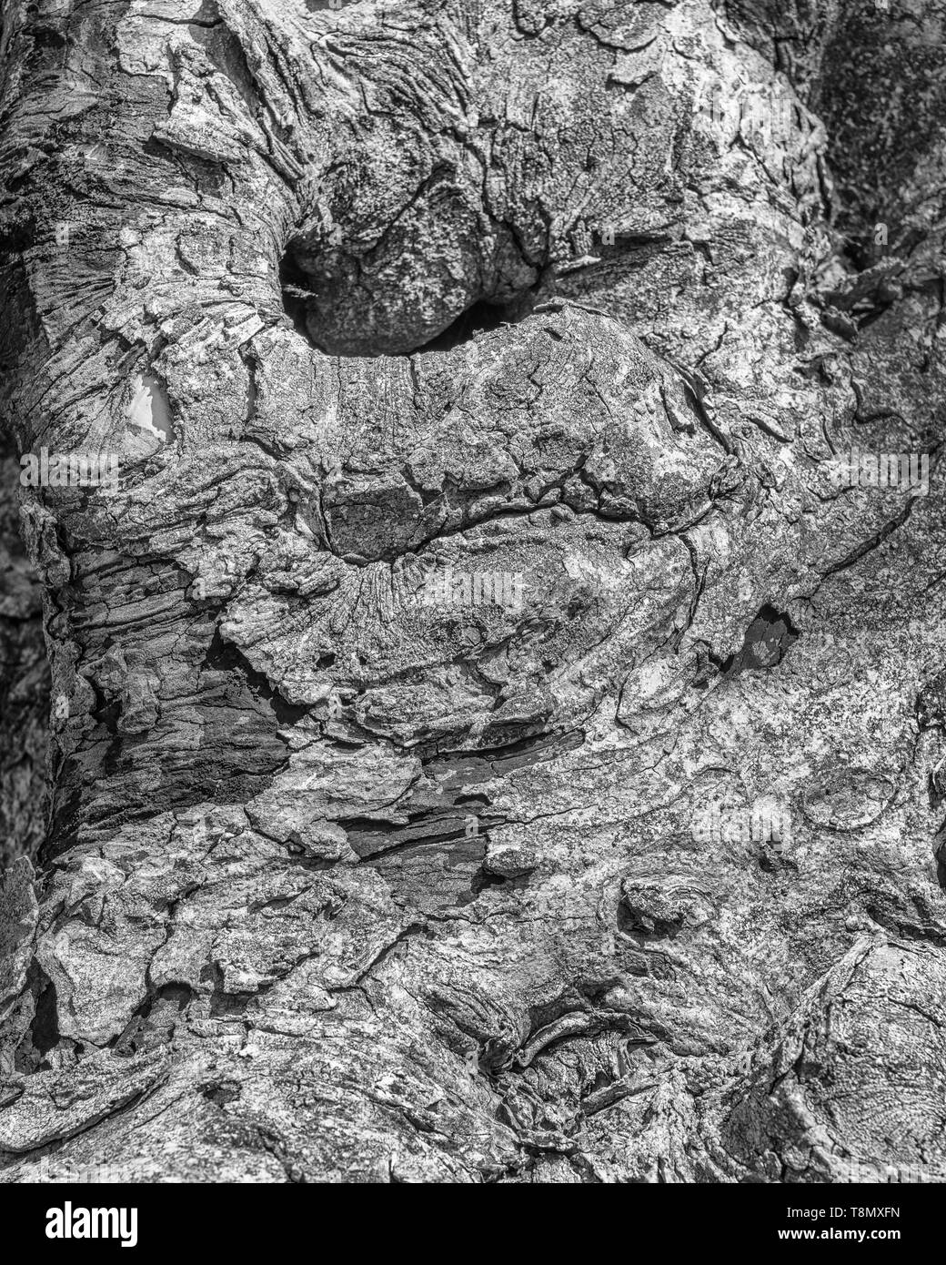 La texture de l'écorce noueuse de l'arbre tombé en plein soleil. Rendu monochrome de T3 MXF8image. Visage humain presque abstraite - pareidolia. Banque D'Images